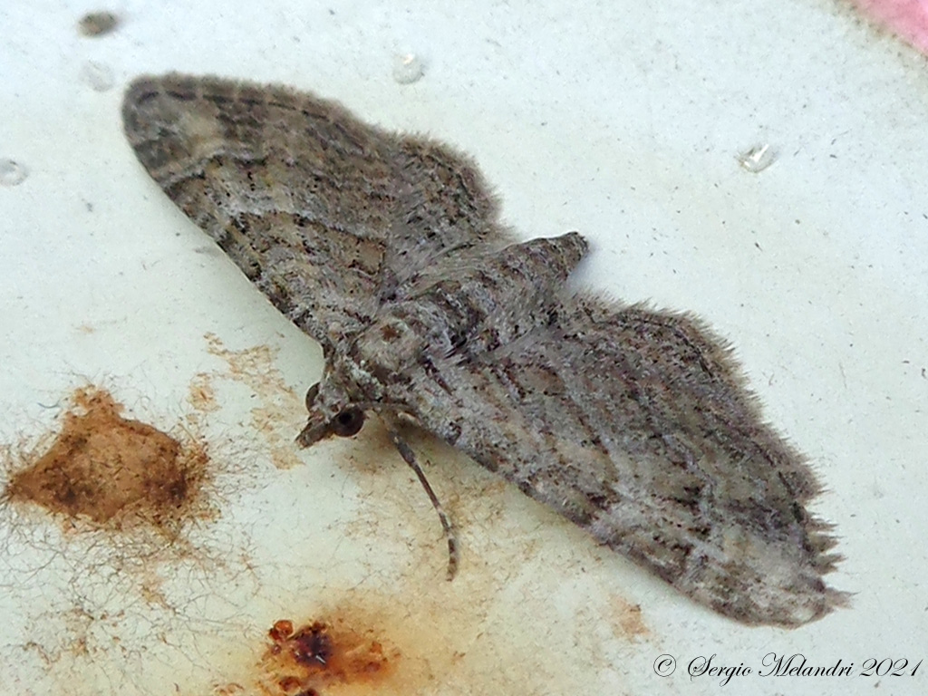 Eupithecia ?  No, Pasiphila sp. (cfr. P. rectangulata)